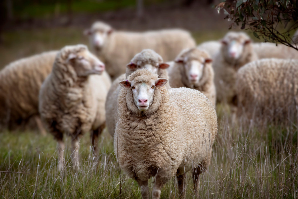 Merino vs. Kunstfaser – welcher Baselayer passt zu dir?